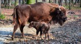 Imię dla małego żubra z pszczyńskiej zagrody