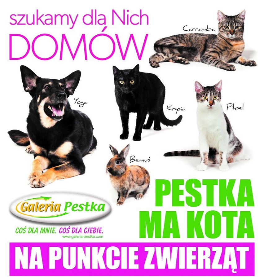 Festiwal &quot;Pestka ma kota na punkcie zwierząt&quot;. Już 11-12 maja!