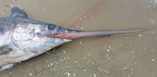 Na plaży w Jantarze znaleziono martwą, egzotyczną rybę. To liczący blisko trzy metry miecznik.