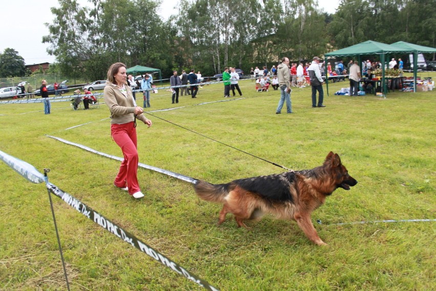 Klubowa Wystawa Wyżłów 2012 w Rybniku [ZDJĘCIA]