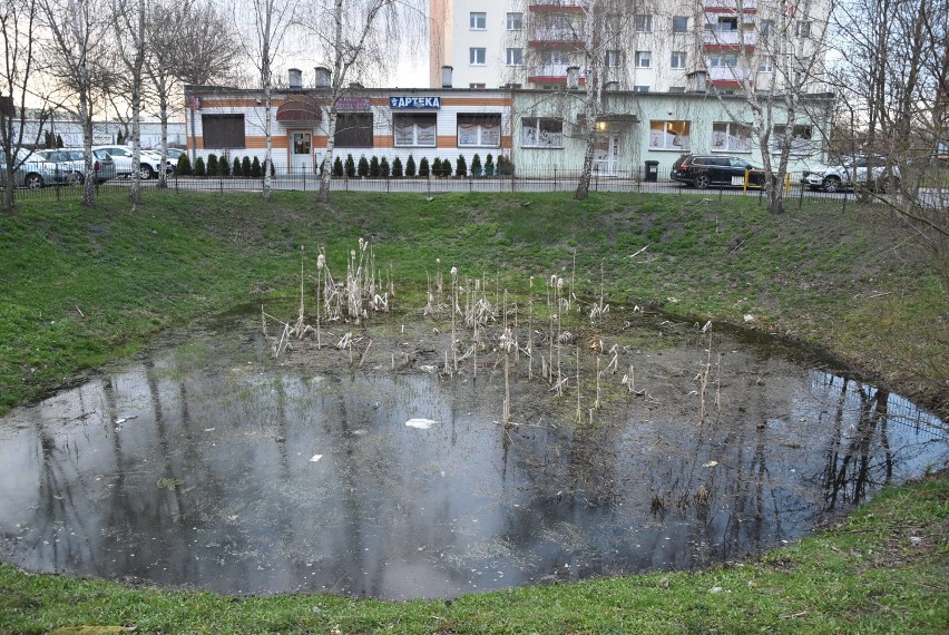 Jeziorko przy ul. Michałowskiego