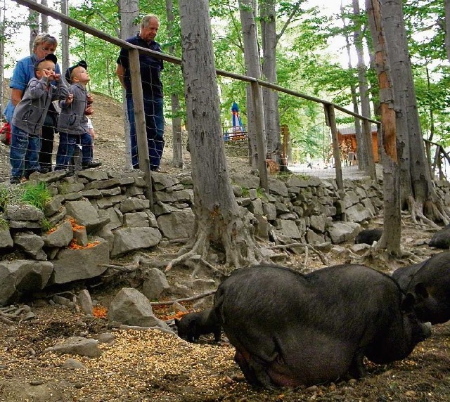 Leśny Park Niespodzianek w Ustroniu