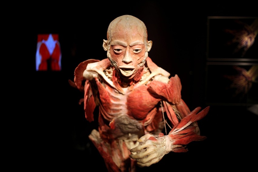 Wystawa ludzkich ciał w Krakowie już otwarta [ZDJĘCIA]
