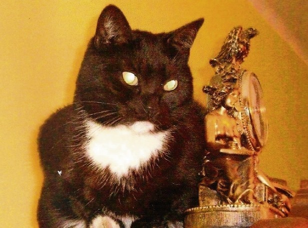 Zwyciężczynią plebiscytu została czarno biała kotka o imieniu Pirat