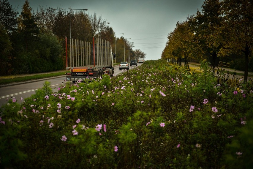 Białystok. Mieszkańcy mogą zbierać nasiona na miejskich łąkach kwietnych 