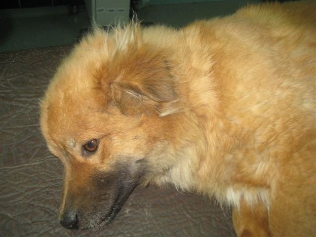 Pies potrącony koło Nasutowa na zakręcie szuka pana (ZDJĘCIA)