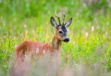 Młodzieżowa Rada Powiatu Chodzieskiego zaprasza do udziału w konkursie fotograficznym