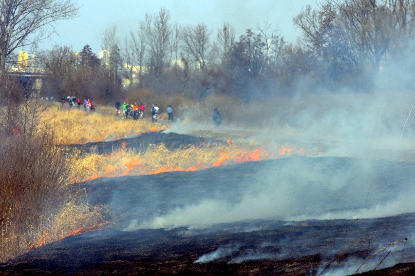 Pożary traw przy ścieżce rowerowej nad Zalewem Zemborzyckim