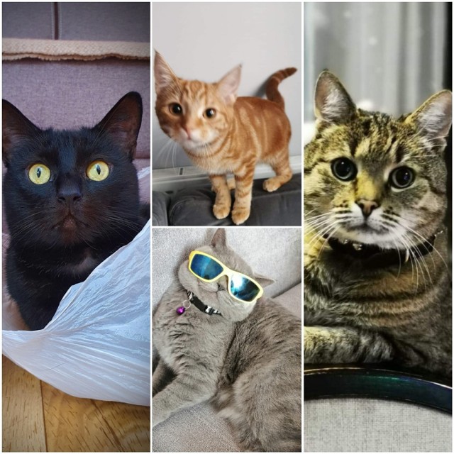 Koty Internautów ze Świecia i okolic