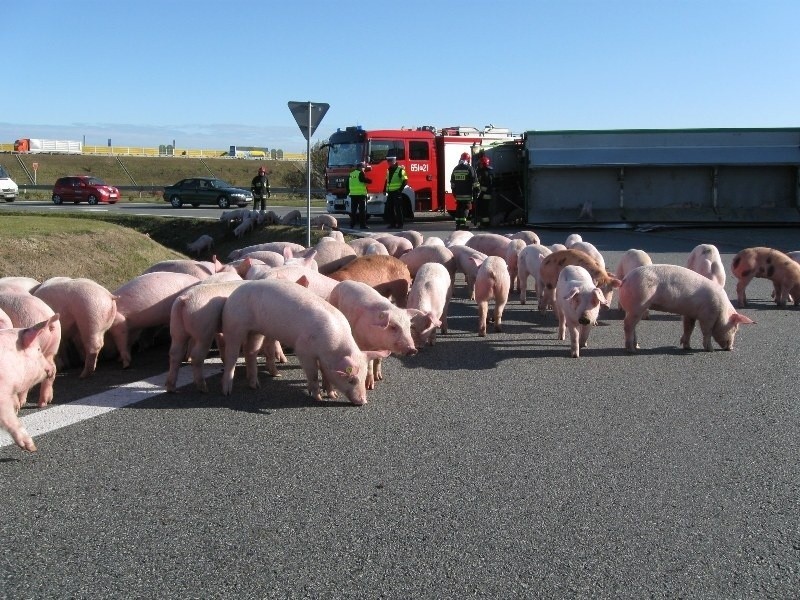 500 świń uciekło z ciężarówki, która przewróciła się koło...