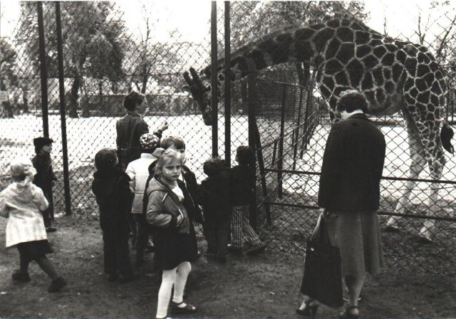 Dokładnie 17 września 1974, w stulecie istnienia poznańskie zoo, otwarto pierwszą część budowanego przy Malcie Nowego Zoo. Zobacz jak przez ten czas zoo się rozwijało.Zobacz archiwalne zdjęcia Nowego Zoo ---->