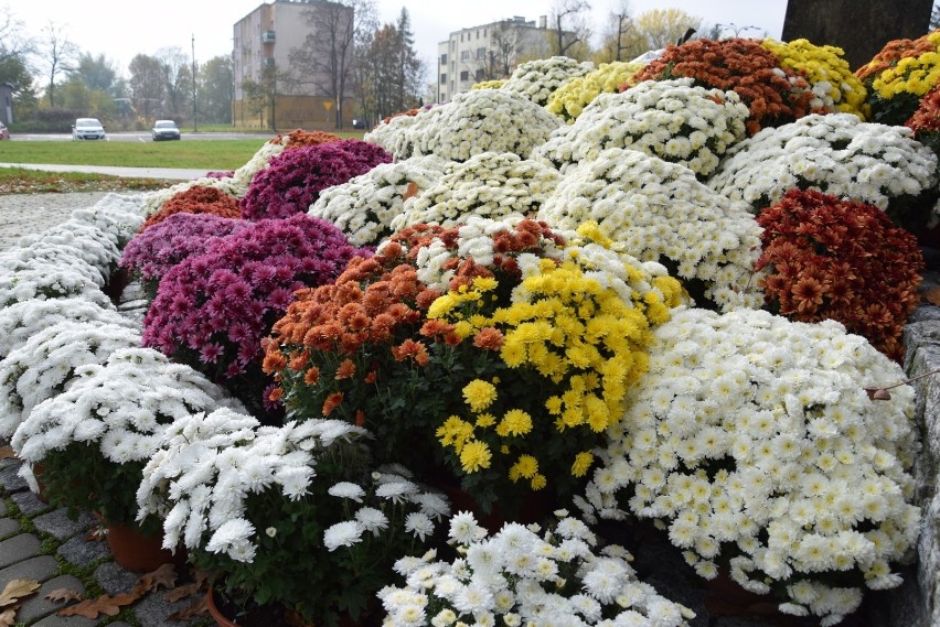 Skierniewice wsparły handlujących kwiatami. Skorzystały na tym miejskie pomniki [ZDJĘCIA]