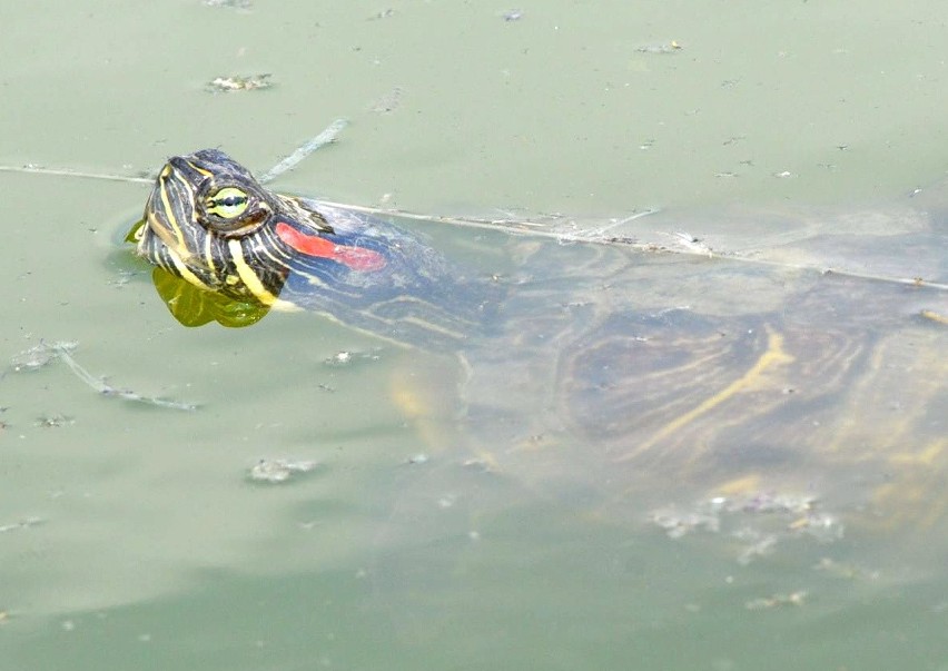 Tysiąc żółwi żyje w Zalewie Zemborzyckim