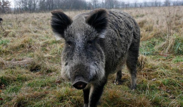 Odstrzał 60 dzików ma zakończyć się do końca stycznia