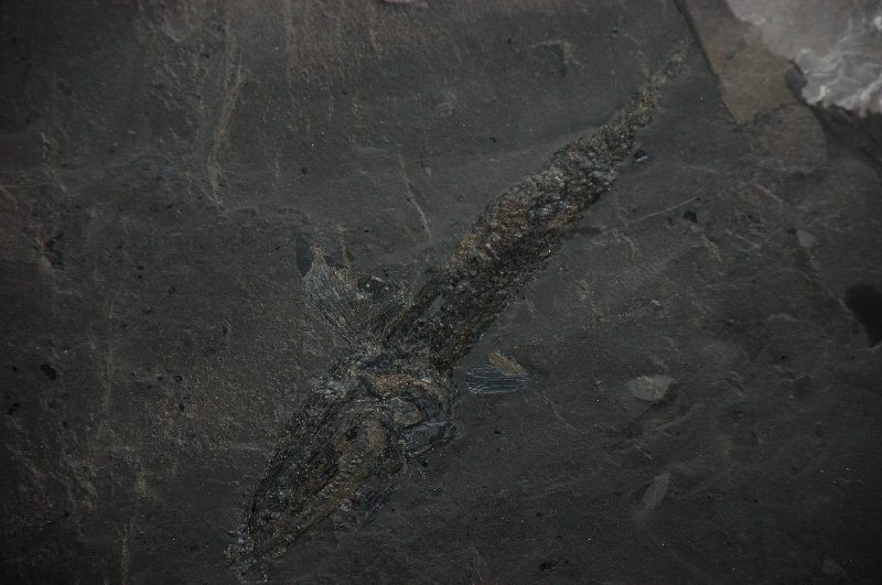 Górnicy odkopali rybę sprzed 230 milionów lat