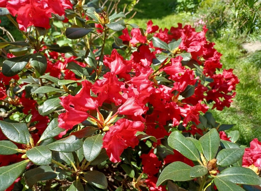 Rododendron rozesłany ma intensywnie czerwone kwiaty, które...