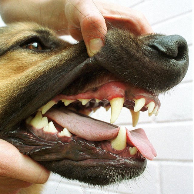 Coraz częściej dochodzi do pogryzień przez agresywne psy