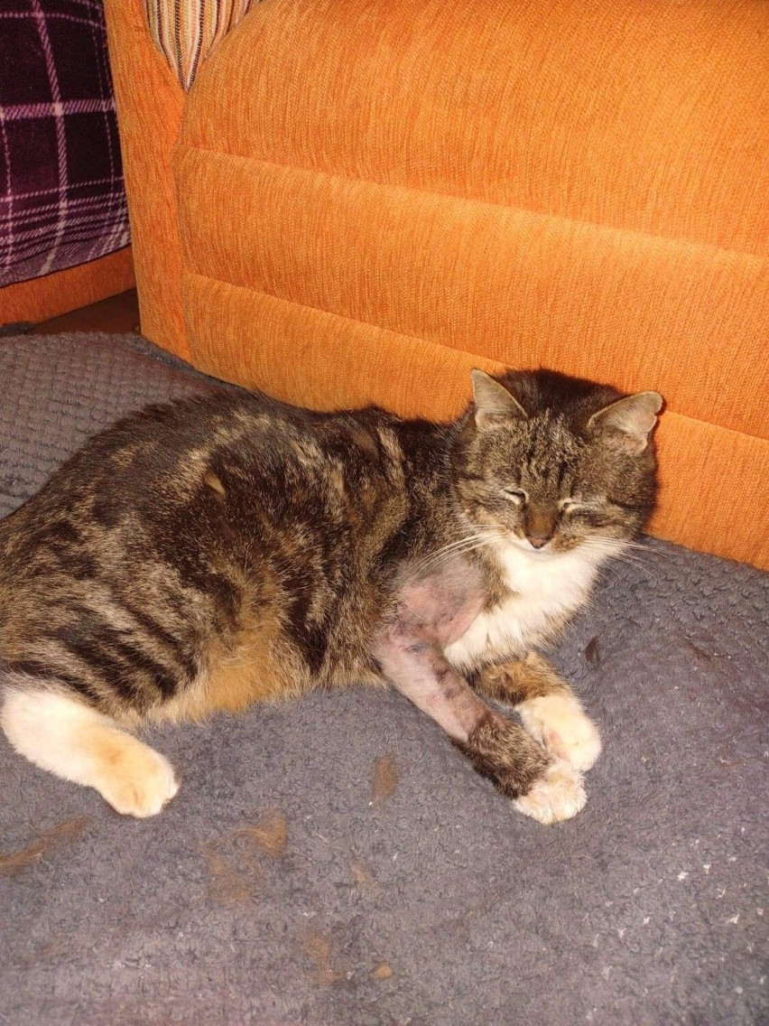 Skopana kotka Dzidzia po ataku długo dochodziła do siebie