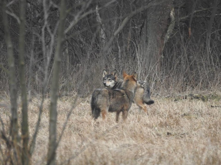 Akcja WWF Godzina dla wilków: Zgasną światła w mieście. Wilki pojawiły się koło Tomaszowa Maz. 