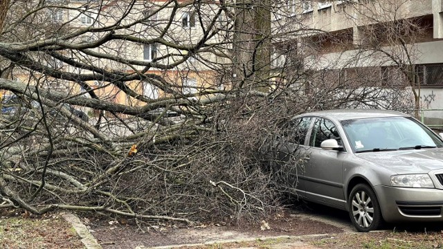 W Zielonej Górze na terenie Parku Tysiąclecia wiatr uszkodził dwa drzewa. Jedno zostało złamane, a drugie przewrócone - jego korzenie uszkodziły fragment ścieżki na terenie parku, a korona uderzyła w zaparkowany na pobliskim parkingu samochód osobowy. ZOBACZ ZDJĘCIA >>>

Obejrzyj również: Gazeta Lubuska. Żary. Orkan Eunice w Żarach:
