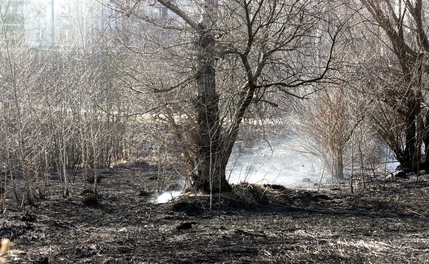 Pożar przy ul. Jana Pawła II, płonie trawa (ZDJĘCIA)