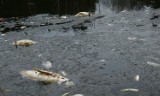 Dziesiątki śniętych ryb we włoszczowskim stawie. To koniec łowiska? [ZDJĘCIA]
