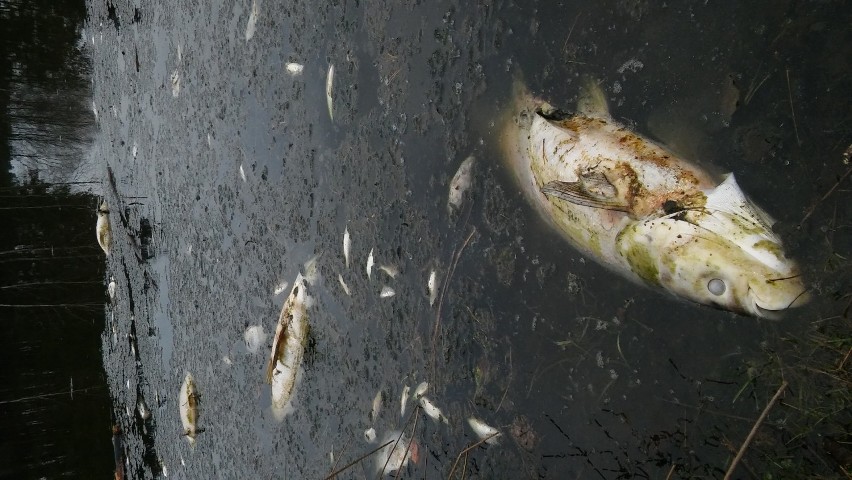 Dziesiątki śniętych ryb we włoszczowskim stawie. To koniec łowiska? [ZDJĘCIA]