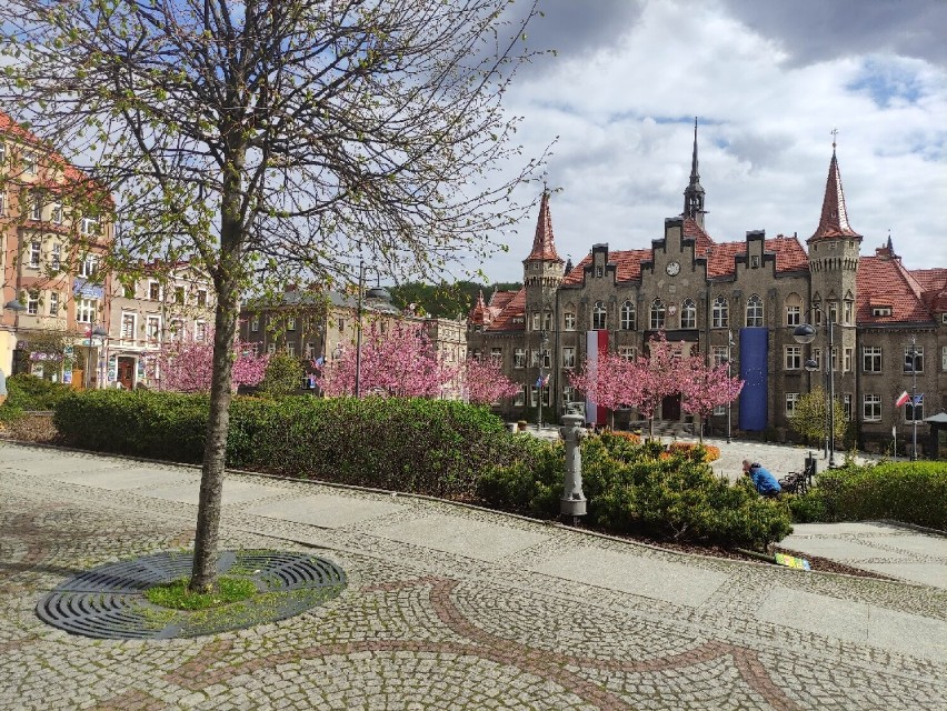 Wałbrzych: Plac Magistracki ozdobiły przepiękne kwitnące wiśnie. Zobaczcie zdjęcia