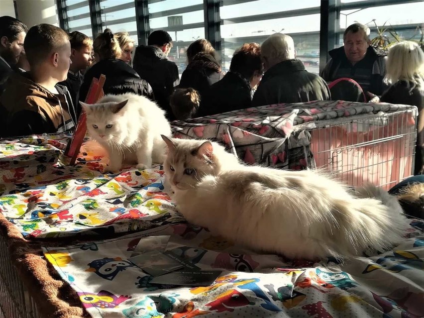 Pokaz Kotów Rasowych 2018 w CH Europa Centralna [zdjęcia]