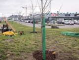 Rumia. Ruszyła miejska akcja "Zieleń na mur-beton". Władze miasta i przedsiębiorcy planują zasadzić drzewa na terenie całego miasta