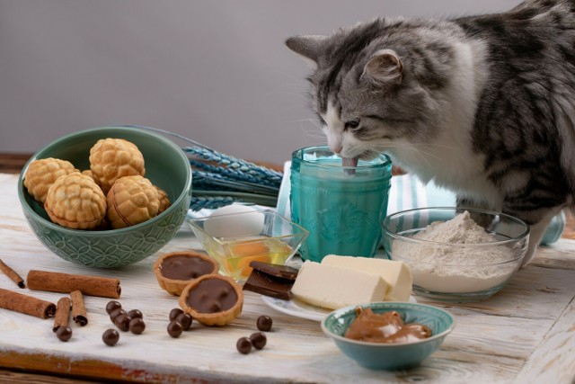 Świąteczne jedzenie może być bardzo niebezpieczne dla psów i kotów!