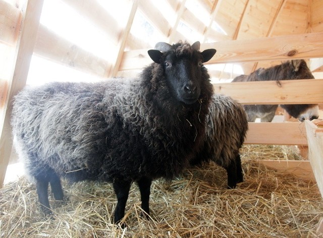 Owce wrzosówki Jagódka i Milli pochodzą z łódzkiego ZOO.
