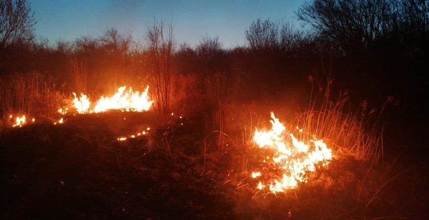 Małopolska zachodnia. Plaga podpaleń traw. Strażacy mają ręce pełne roboty [ZDJĘCIA]