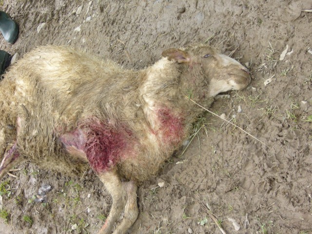 Głodne i bezpańskie psy atakują najczęściej zwierzęta gospodarskie w górskich gminach