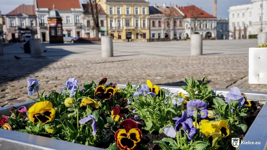 W Kielcach  przybywa wiosennych kwiatów....