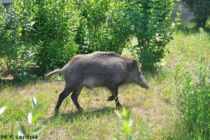 Poznań: Dziki pojawiły się na Grunwaldzie [ZDJĘCIA]