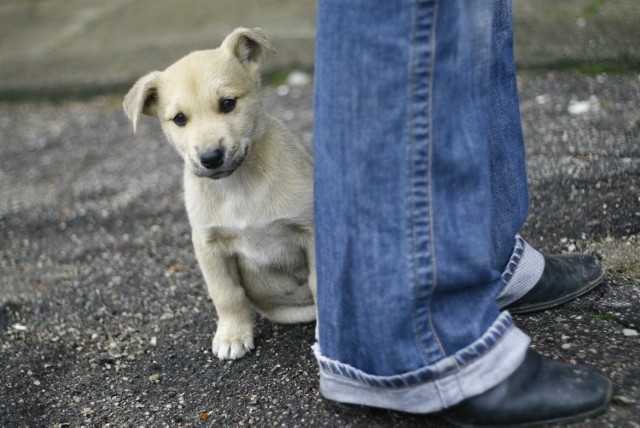 Numer alarmowy Lubelskiego Animalsa jest czynny tylko w godzinach 8-19