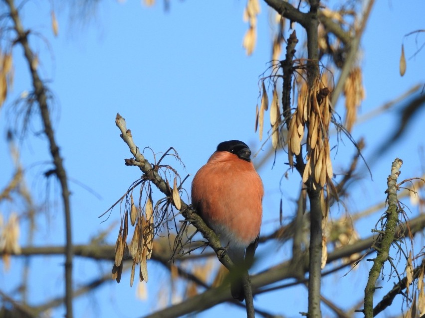 Zimą w Parku Śląskim można zobaczyć wiele gatunków ptaków