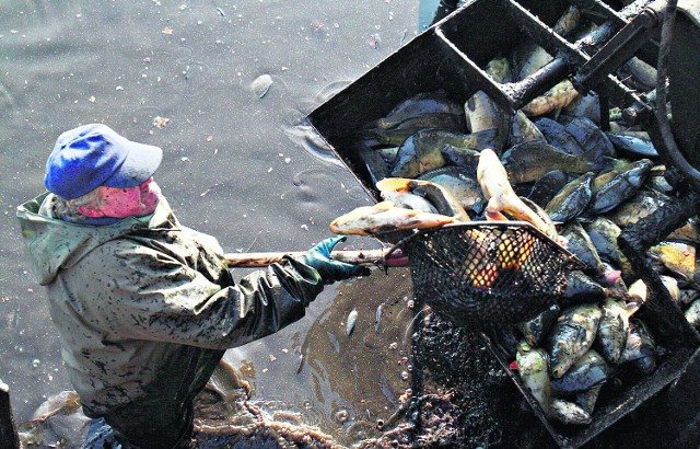 Karpie z milickich stawów są najczęściej kupowane przez wrocławian. Tamtejsze ryby dostały specjalne certyfikaty