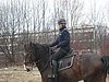 Policyjne konie z Chorzowa i Częstochowy przechodzą... atestację [ZDJĘCIA]