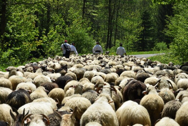 Nie będzie w Bieszczadach i Beskidzie Niskim uroczystego wiosennego redyku, bacowie będą wypędzać owce na łąki, kiedy uznają, że już pora