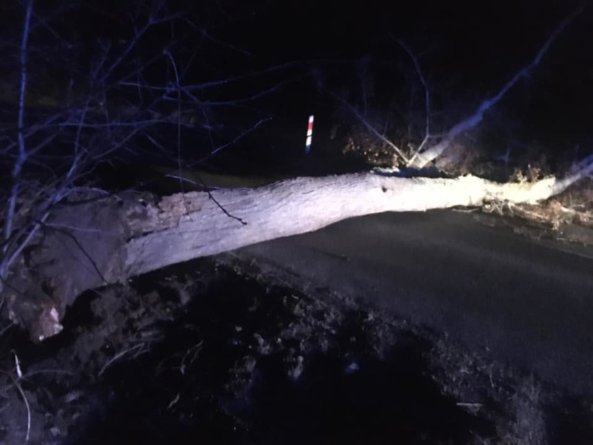 Drzewo zawaliło drogę na trasia Karlikowo-Lisewo 21 stycznia 2020