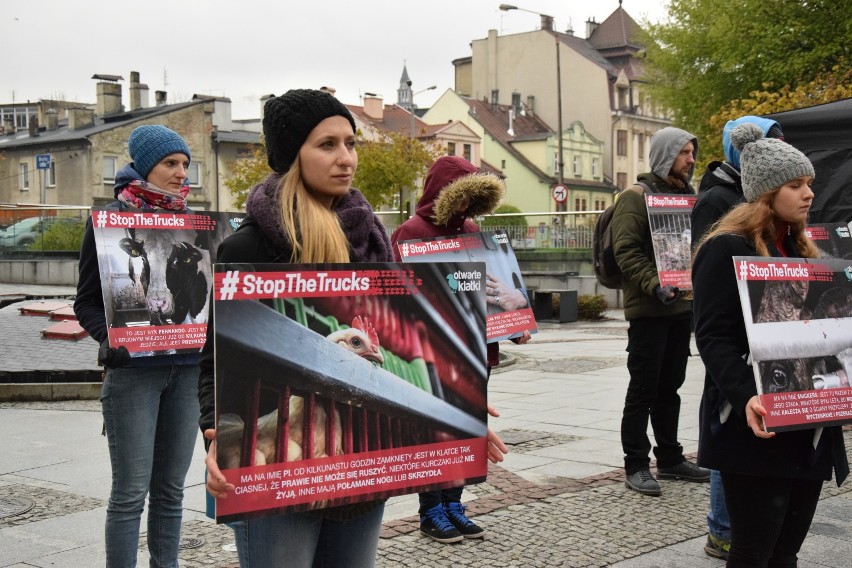 Bielsko-Biała: Podczas transportu zwierzęta cierpią.Otwarte Klatki zbierają podpisy [ZDJĘCIA]