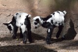 Kreska i Przecinek, czyli dwoje nowych mieszkańców zoo w Poznaniu [ZDJĘCIA]