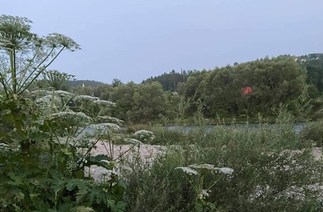 Na początku lipca 2021 roku strażacy z OSP Kadcza wycieli kilkaset sztuk tej rośliny, która porastała brzegi Dunajca od Gołkowic Górnych do Jazowska
