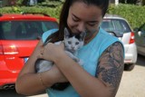 W Sycowie dochodzi do eksterminacji kotów. O ich życie walczą wolontariuszki