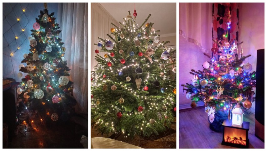Świąteczne choinki naszych Czytelników z powiatu sieradzkiego. Piękny klimat Bożego Narodzenia. Zobacz ZDJĘCIA