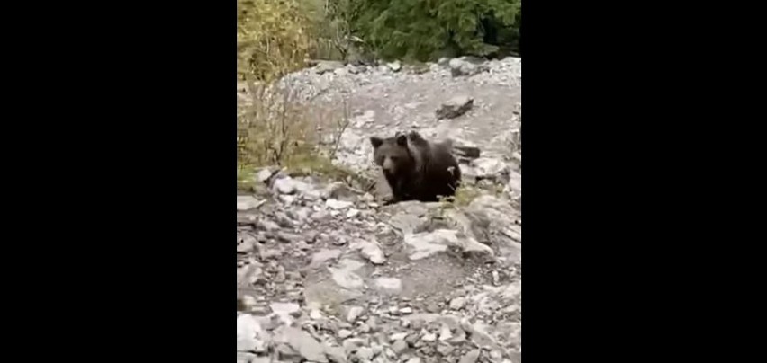 Tatry. Turysta stanął "oko w oko" z niedźwiedziem i... zachował spokój. Efekt? Nagrał świetny FILM 