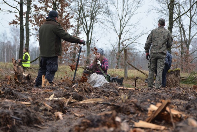 Przez dwa dni harcerze z powiatu sępoleńskiego wysadzili około 16 tysięcy sadzonek dębu i buka. Nasadzenia odbywały się na terenie Leśnictwa Świdwie.