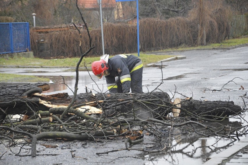 Drzewo runęło na drogę przy ul. Elektrycznej